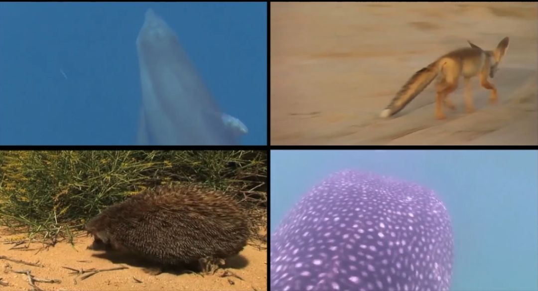 yp街机·电子游戏(中国)官方网站